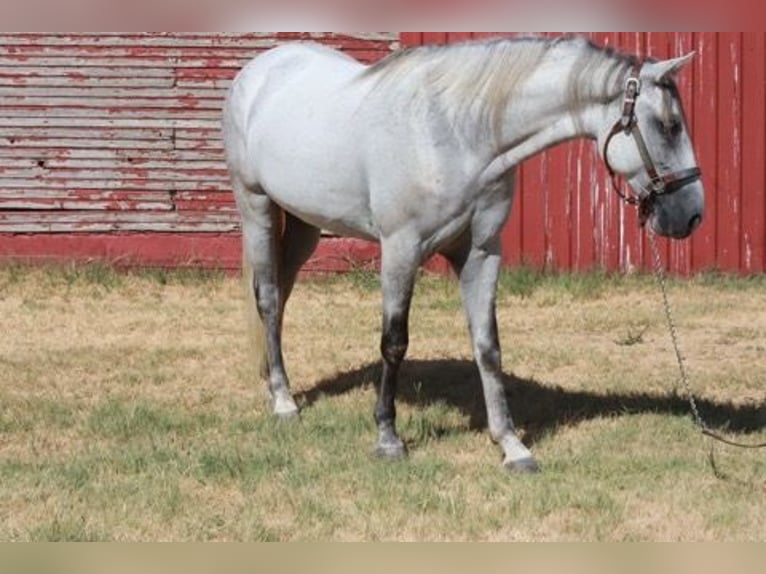 Tennessee walking horse Hongre 5 Ans 150 cm Gris in Wichita Falls