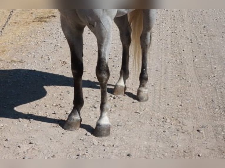 Tennessee walking horse Hongre 5 Ans 150 cm Gris in Wichita Falls