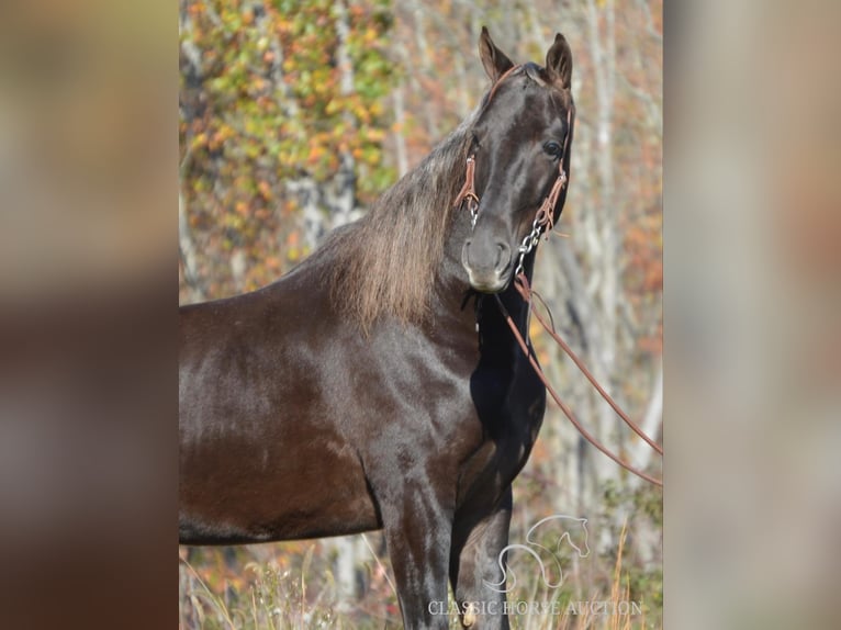 Tennessee walking horse Hongre 5 Ans 152 cm Bai in Hustonville, KY