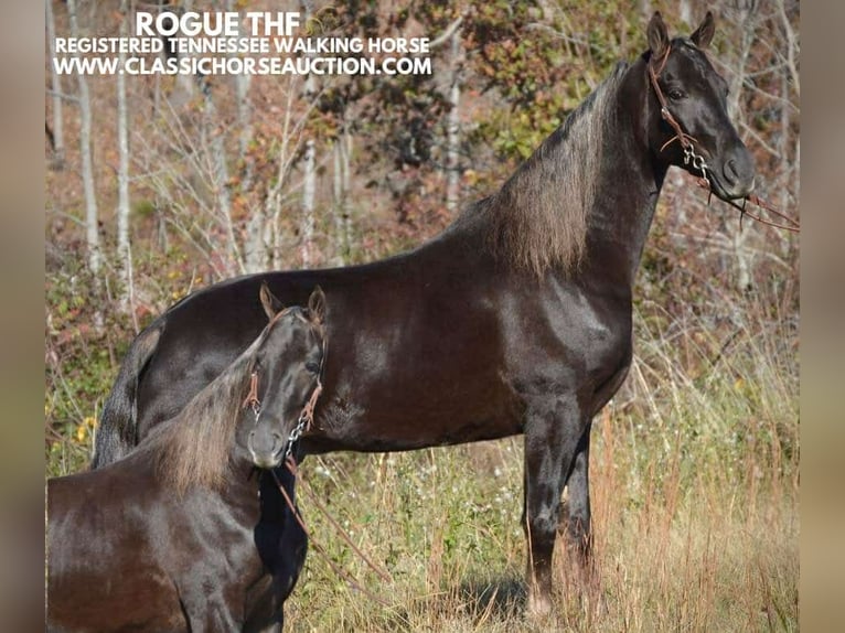 Tennessee walking horse Hongre 5 Ans 152 cm Bai in Hustonville, KY