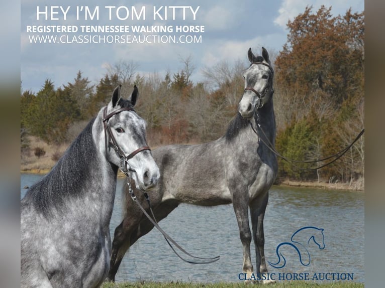 Tennessee walking horse Hongre 5 Ans 152 cm Gris in Hustonville, KY