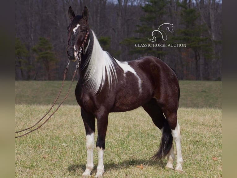 Tennessee walking horse Hongre 5 Ans 152 cm Noir in Whitley Cityky