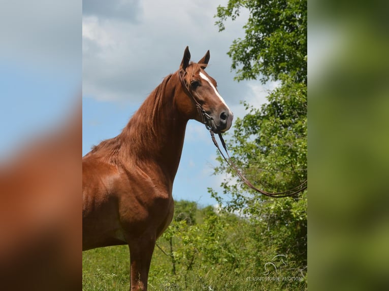 Tennessee walking horse Hongre 5 Ans 152 cm Palomino in Hustonville, KY