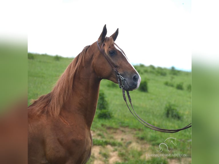Tennessee walking horse Hongre 5 Ans 152 cm Palomino in Hustonville, KY