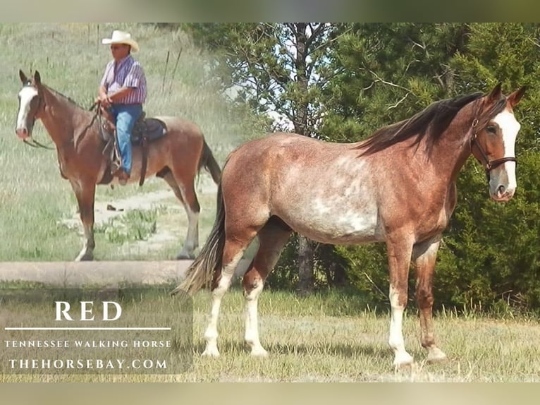 Tennessee walking horse Hongre 5 Ans 163 cm Rouan Rouge in Calhan, CO