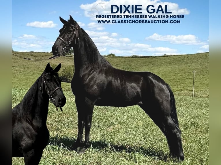 Tennessee walking horse Hongre 6 Ans 152 cm Noir in Cynthiana