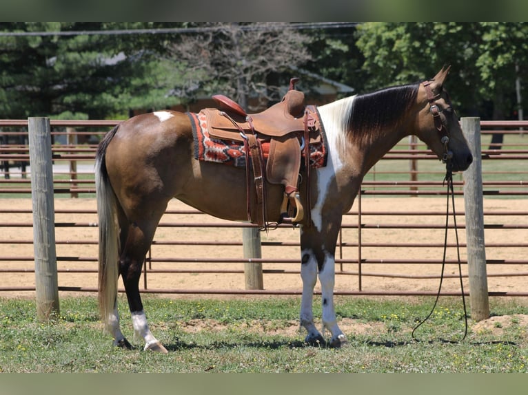 Tennessee walking horse Hongre 6 Ans 152 cm Tobiano-toutes couleurs in Sanaroa Ky