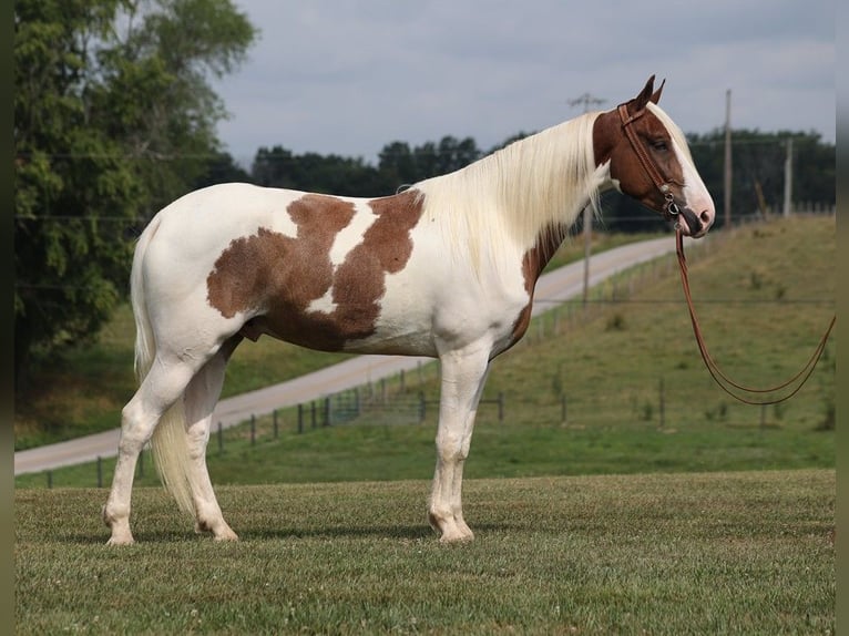 Tennessee walking horse Hongre 6 Ans 157 cm Tobiano-toutes couleurs in Parkers Lake KY