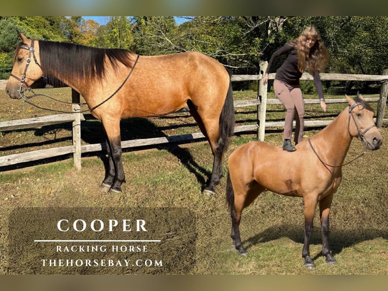 Tennessee walking horse Hongre 6 Ans Buckskin in Bridgewater, CT