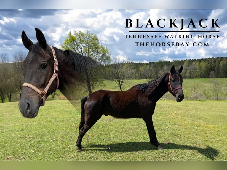 Tennessee walking horse Hongre 6 Ans Noir in Red Banks, MS