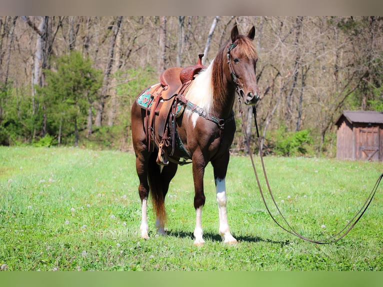 Tennessee walking horse Hongre 7 Ans 150 cm Tobiano-toutes couleurs in Flemingsburg KY