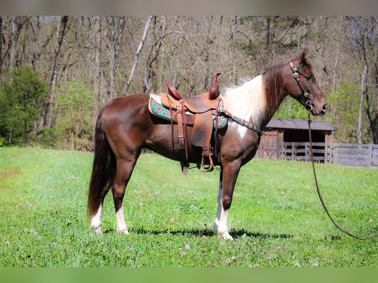 Tennessee walking horse Hongre 7 Ans 150 cm Tobiano-toutes couleurs in Flemingsburg KY