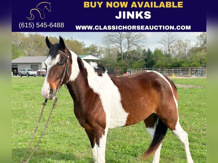 Tennessee walking horse Hongre 7 Ans 152 cm Bai cerise in Woodbury, TN