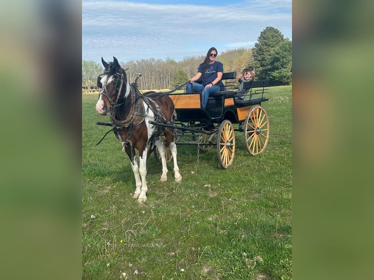 Tennessee walking horse Hongre 7 Ans 152 cm Bai cerise in Woodbury, TN