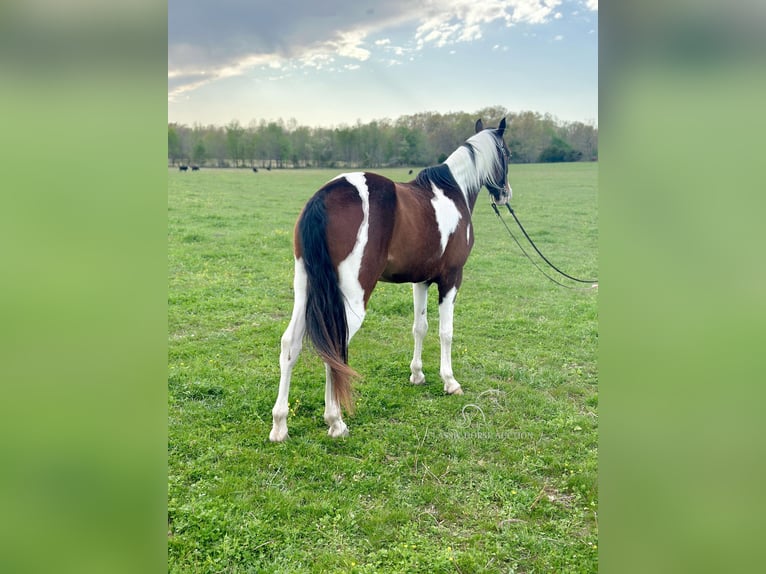 Tennessee walking horse Hongre 7 Ans 152 cm Bai cerise in Woodbury, TN