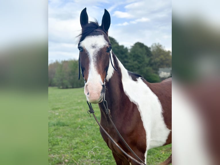 Tennessee walking horse Hongre 7 Ans 152 cm Bai cerise in Woodbury, TN