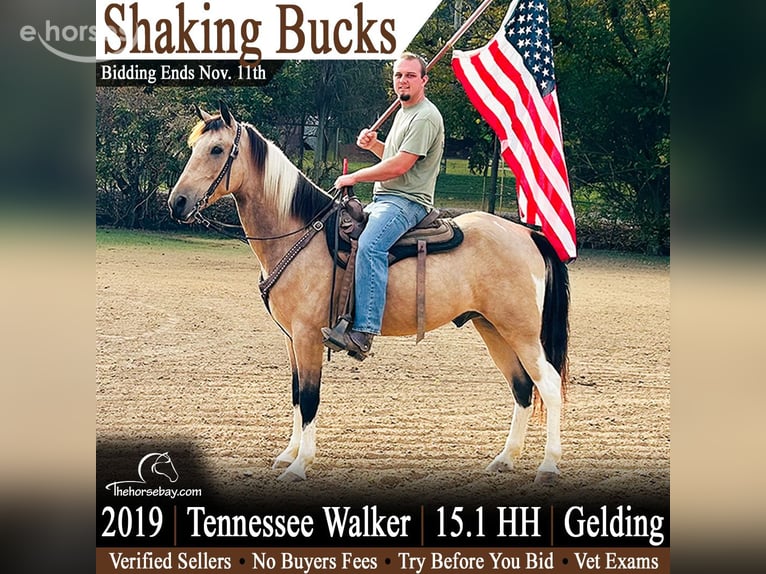 Tennessee walking horse Hongre 7 Ans 155 cm Buckskin in Rockholds, KY