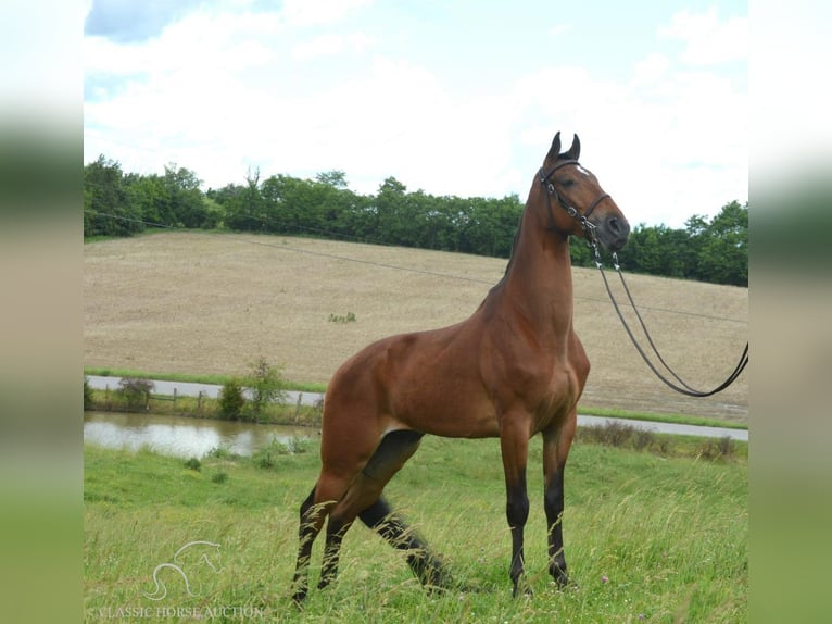 Tennessee walking horse Hongre 7 Ans 163 cm Bai cerise in Hustonville, KY