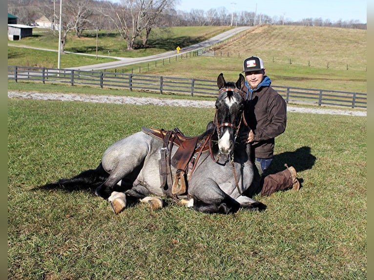 Tennessee walking horse Hongre 7 Ans Rouan Bleu in Bonita CA