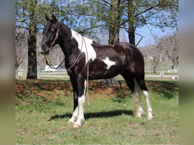 Tennessee walking horse Hongre 7 Ans Tobiano-toutes couleurs in Mount Vernon KY