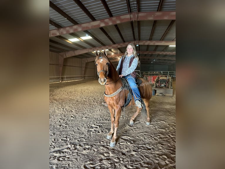 Tennessee walking horse Hongre 8 Ans 142 cm Alezan cuivré in Blanch, NC