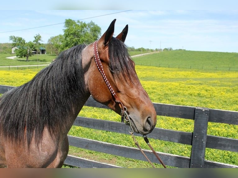 Tennessee walking horse Hongre 8 Ans 152 cm Bai cerise in Washington