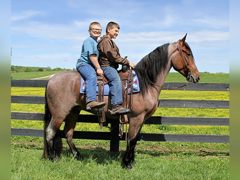 Tennessee walking horse Hongre 8 Ans 152 cm Bai cerise in Washington