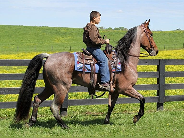 Tennessee walking horse Hongre 8 Ans 152 cm Bai cerise in Washington