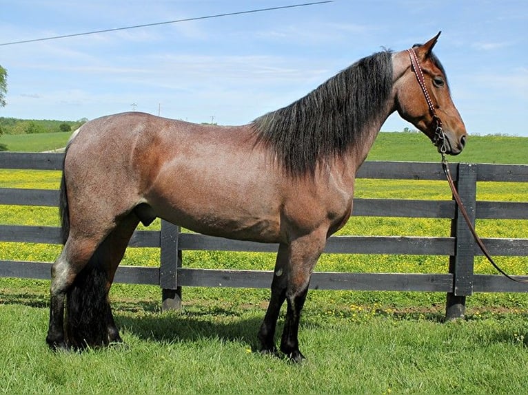 Tennessee walking horse Hongre 8 Ans 152 cm Bai cerise in Washington