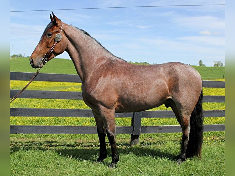 Tennessee walking horse Hongre 8 Ans 152 cm Bai cerise in Washington