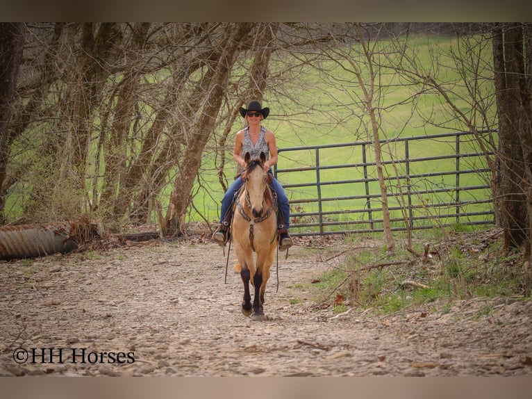Tennessee walking horse Hongre 8 Ans 152 cm Buckskin in Flemingsburg KY