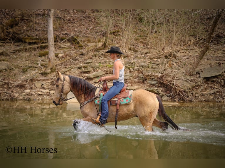 Tennessee walking horse Hongre 8 Ans 152 cm Buckskin in Flemingsburg KY