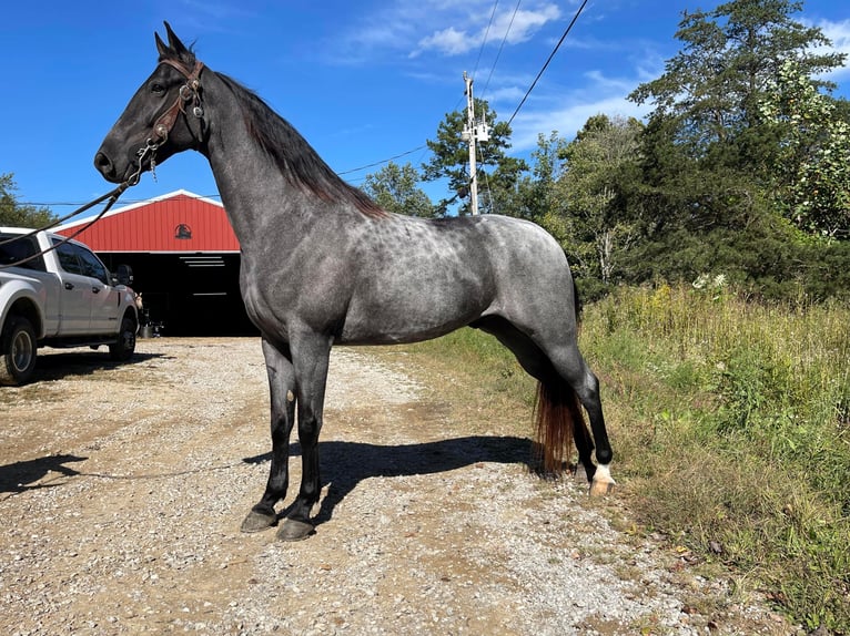Tennessee walking horse Hongre 8 Ans 160 cm Rouan Bleu in Whitley City, KY