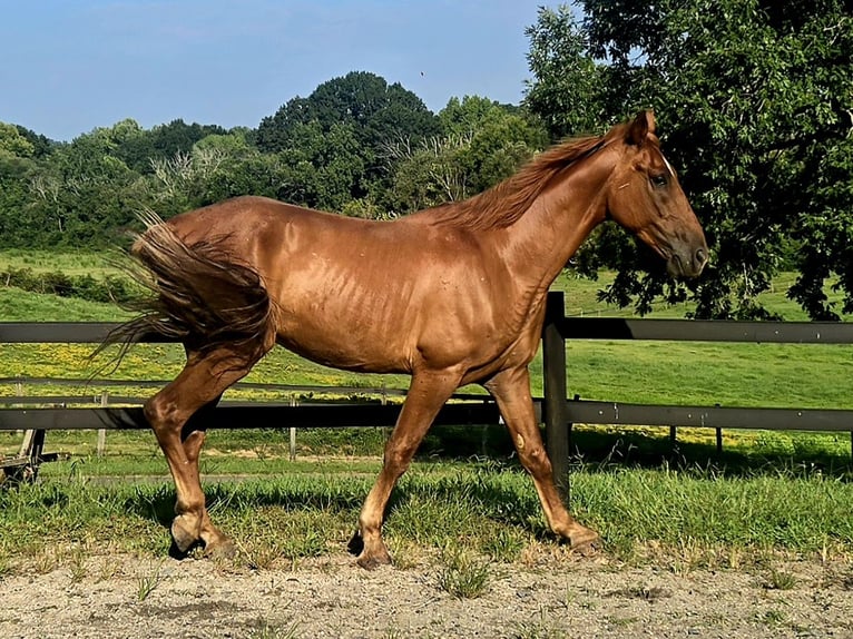 Tennessee walking horse Hongre 8 Ans 163 cm Alezan brûlé in LANCASTER, SC