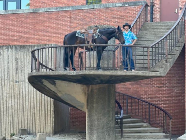 Tennessee walking horse Hongre 8 Ans Bai cerise in Cleburne TX