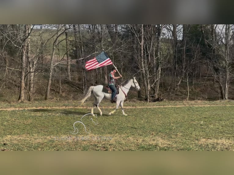 Tennessee walking horse Hongre 9 Ans 142 cm Gris in Hustonville, KY