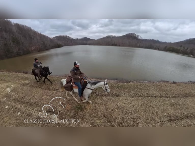 Tennessee walking horse Hongre 9 Ans 142 cm Gris in Hustonville, KY