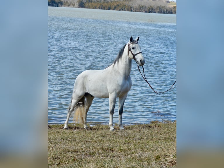 Tennessee walking horse Hongre 9 Ans 142 cm Gris in Hustonville, KY