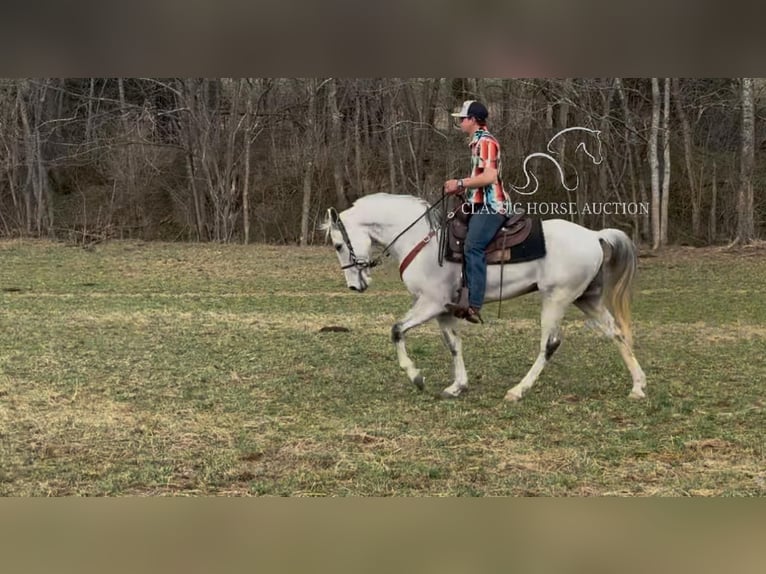 Tennessee walking horse Hongre 9 Ans 142 cm Gris in Hustonville, KY
