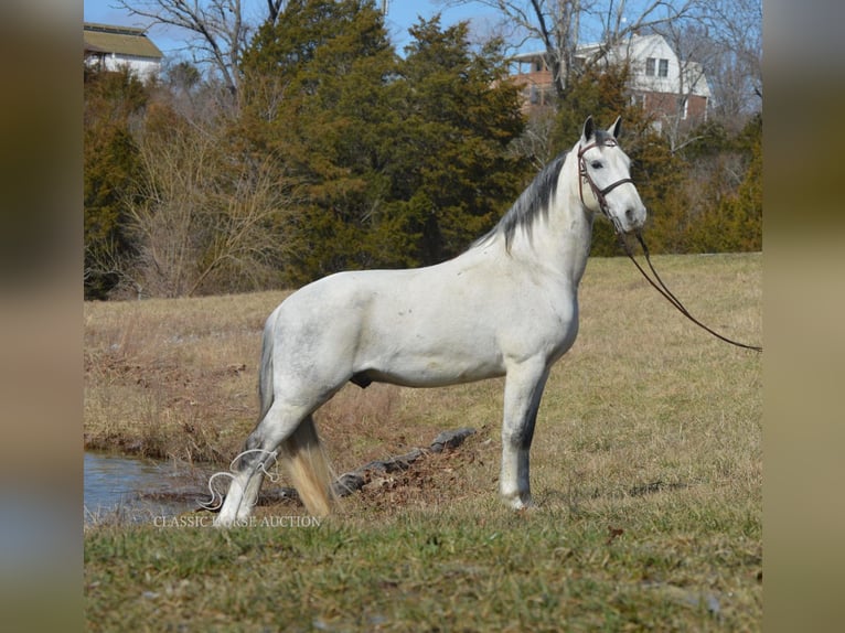 Tennessee walking horse Hongre 9 Ans 142 cm Gris in Hustonville, KY
