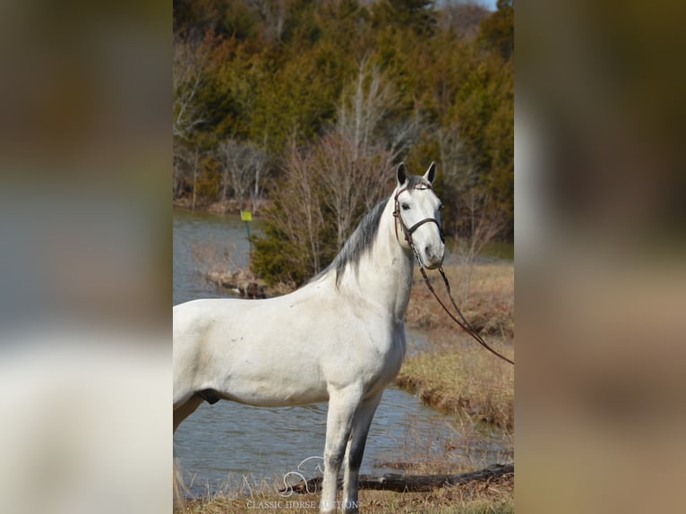 Tennessee walking horse Hongre 9 Ans 142 cm Gris in Hustonville, KY