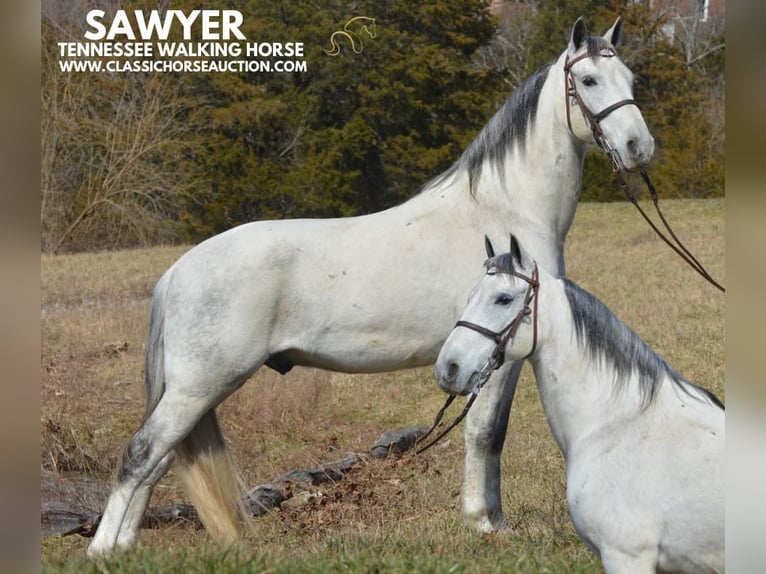 Tennessee walking horse Hongre 9 Ans 142 cm Gris in Hustonville, KY