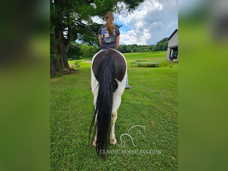 Tennessee walking horse Hongre 9 Ans 142 cm Tobiano-toutes couleurs in Tionesta, PA