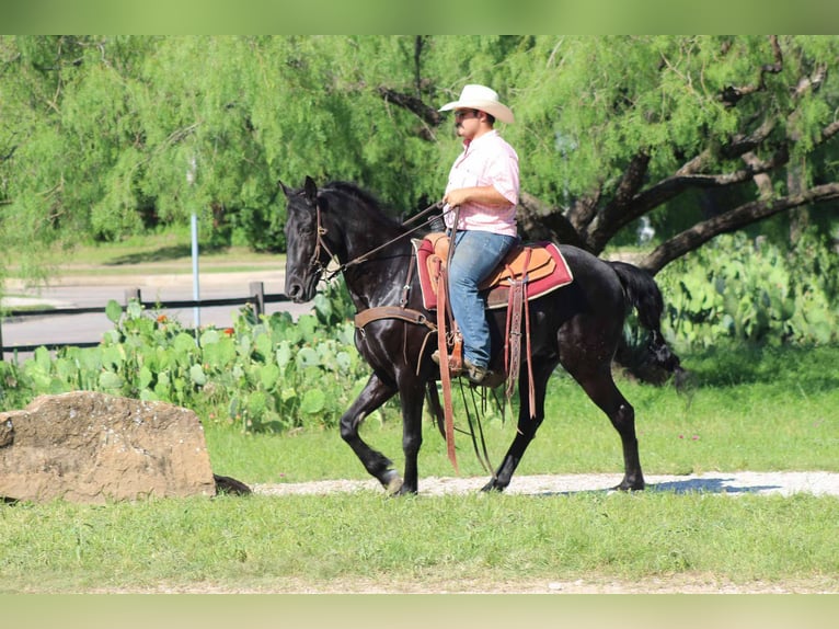 Tennessee walking horse Hongre 9 Ans 150 cm Noir in Stephenville TX