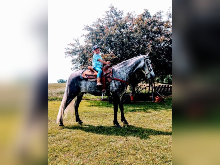 Tennessee walking horse Hongre 9 Ans 152 cm Gris in Columbia KY