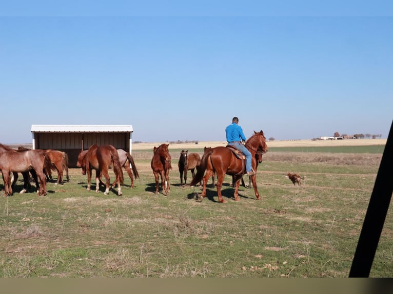Tennessee walking horse Hongre 9 Ans 160 cm Alezan cuivré in Wichita Falls