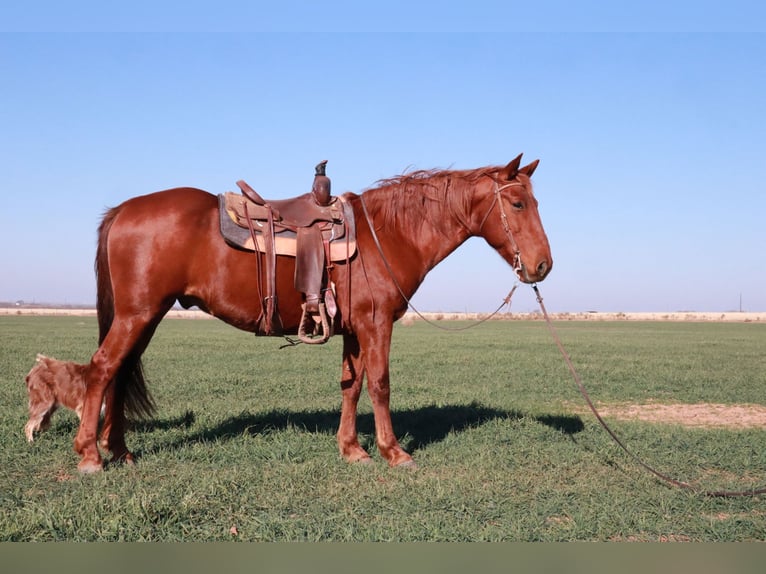 Tennessee walking horse Hongre 9 Ans 160 cm Alezan cuivré in Wichita Falls