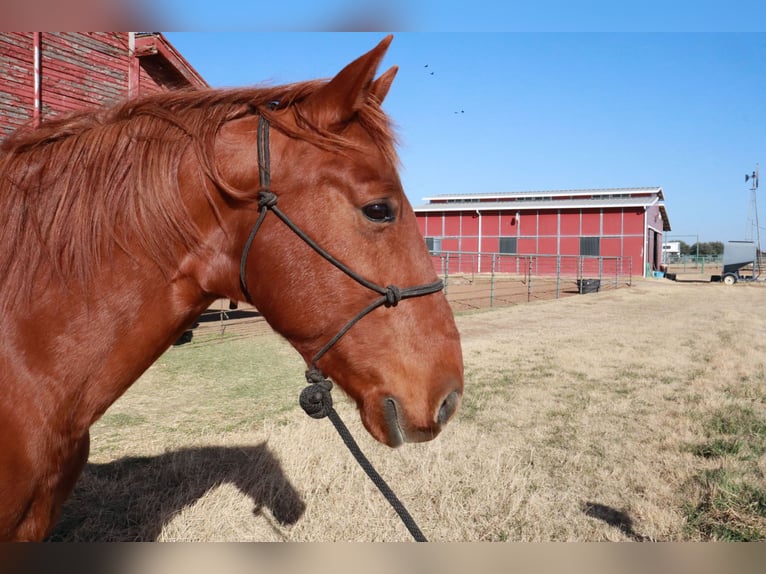Tennessee walking horse Hongre 9 Ans 160 cm Alezan cuivré in Wichita Falls