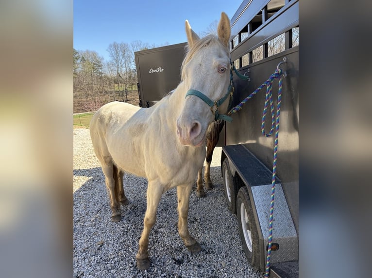 Tennessee walking horse Hongre 9 Ans 160 cm Perlino in Shoals, Indiana