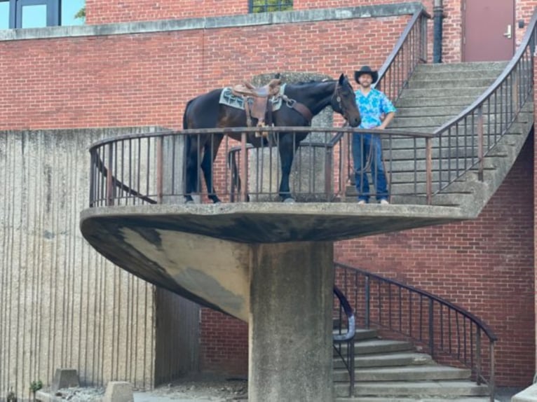 Tennessee walking horse Hongre 9 Ans Bai cerise in Cleburne TX